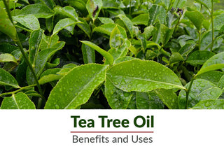 The Wonders of Tea Tree Oil: Benefits and Uses for Skin