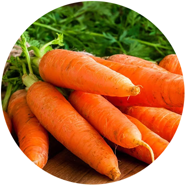 Carrot: